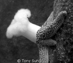 Metridium (White Plume Anenome) & Sea Star - Monterey, Ca... by Tony Sung 